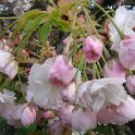 Prunus serrulata 'Shimidsu Sakura'